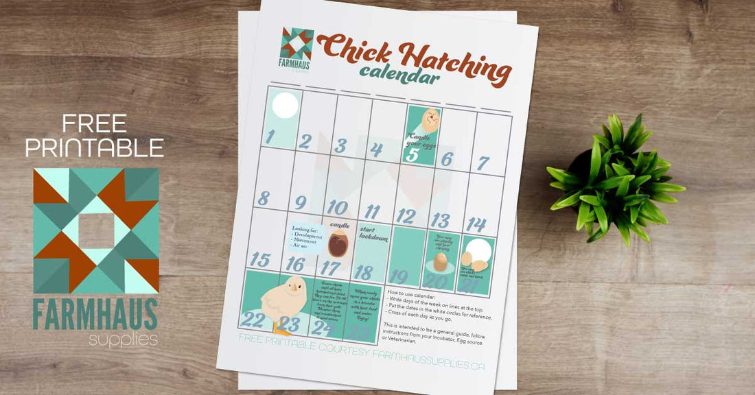 Chick Hatching Calendar *Free Printable* – FarmHaus Supplies chick-hatching-calendar-free-printable-farmhaus-supplies