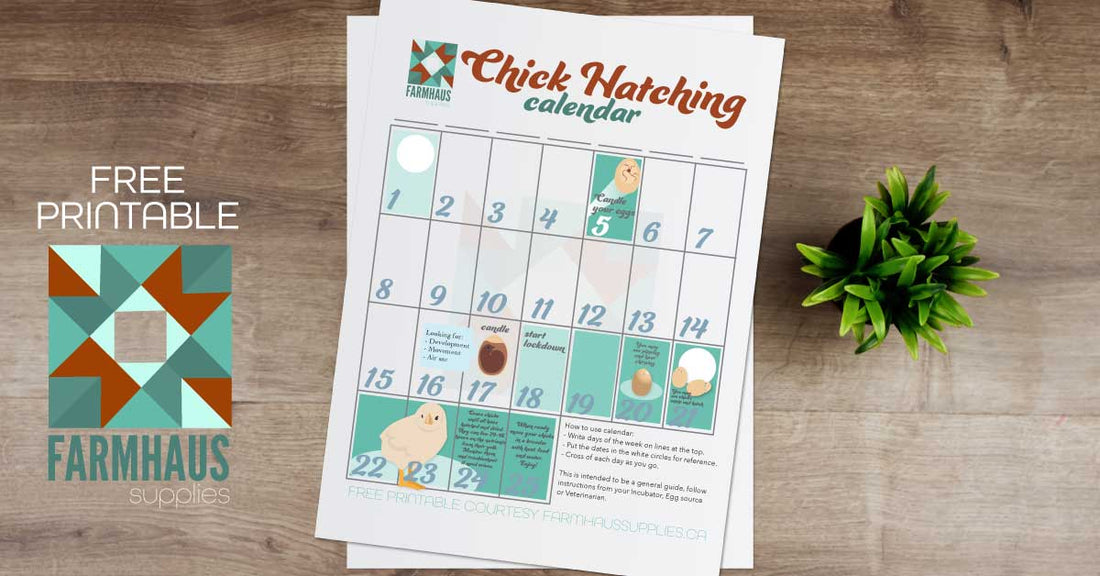 Chick Hatching Calendar *Free Printable*