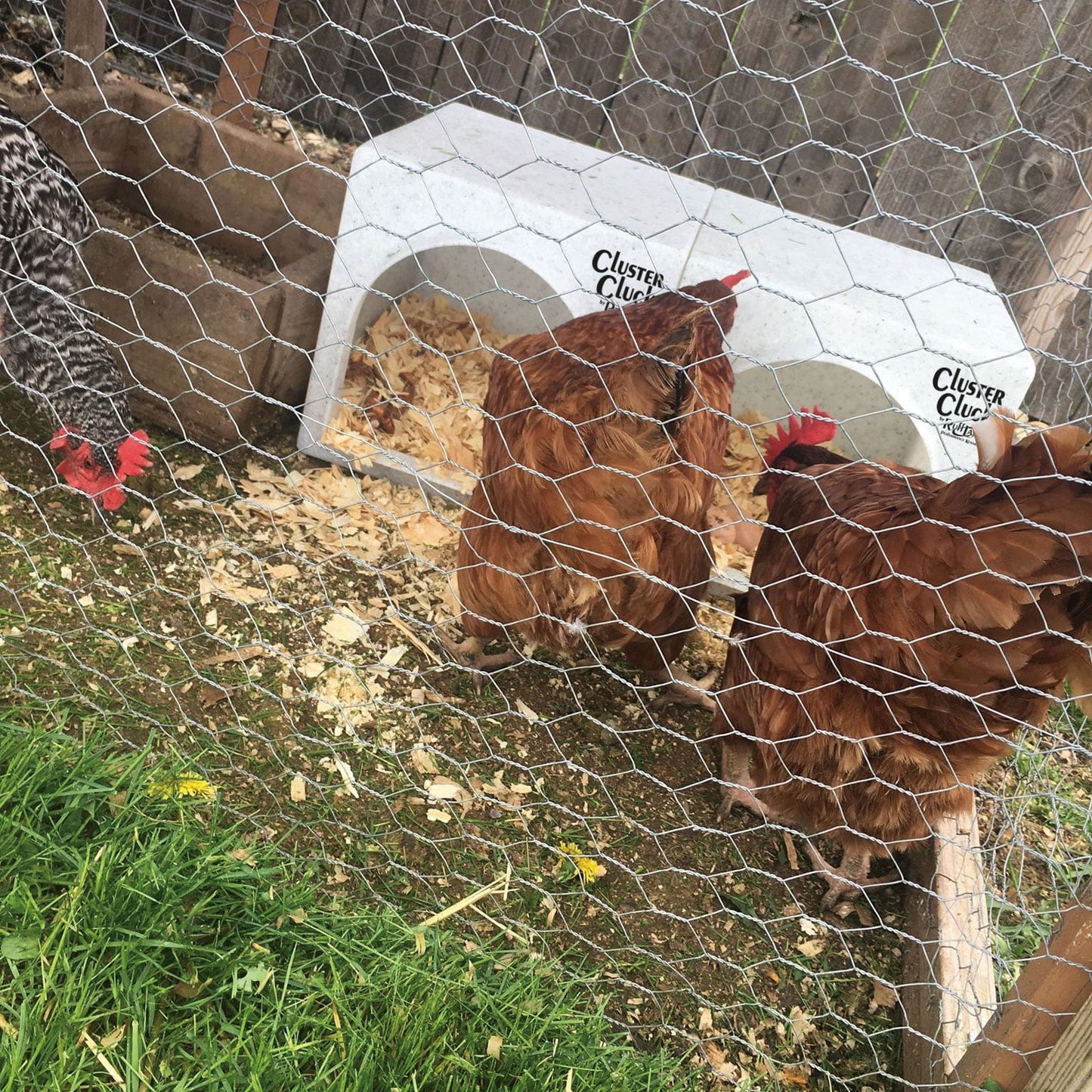 Ruff Land Cluster Cluck Nesting Box