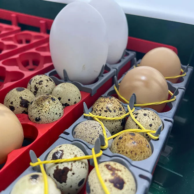 River Systems “STABILA” patented egg stabilizer for incubators - Various Sizes